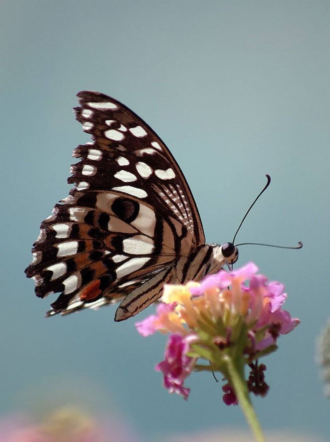 Бабочка. Автор: Солодухин Виктор бабочка, Солодухин Виктор