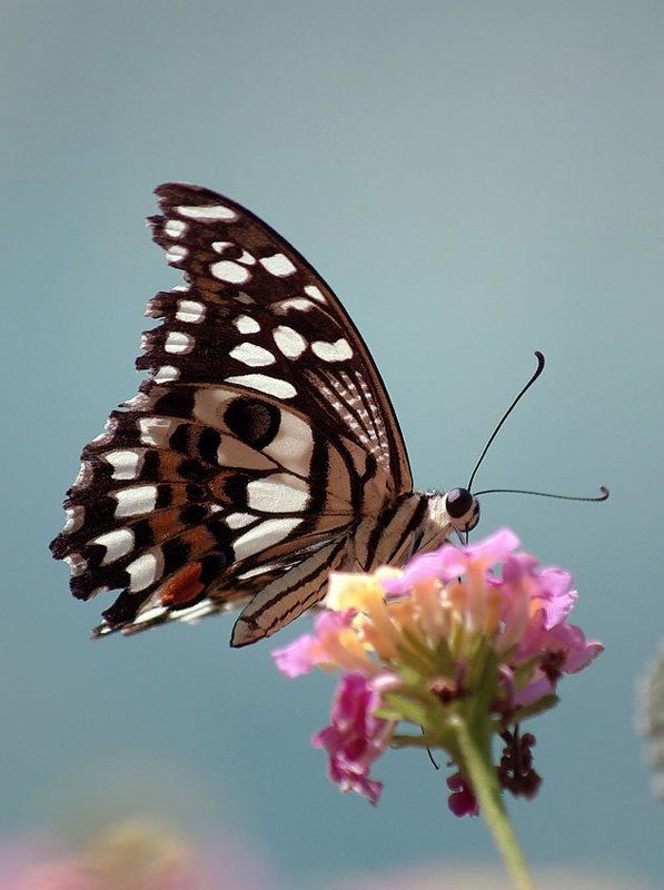 бабочка Бабочкаphoto preview