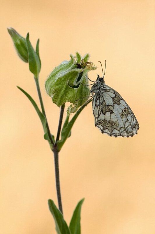 природа, лето, бабочка, галатея Галатеяphoto preview