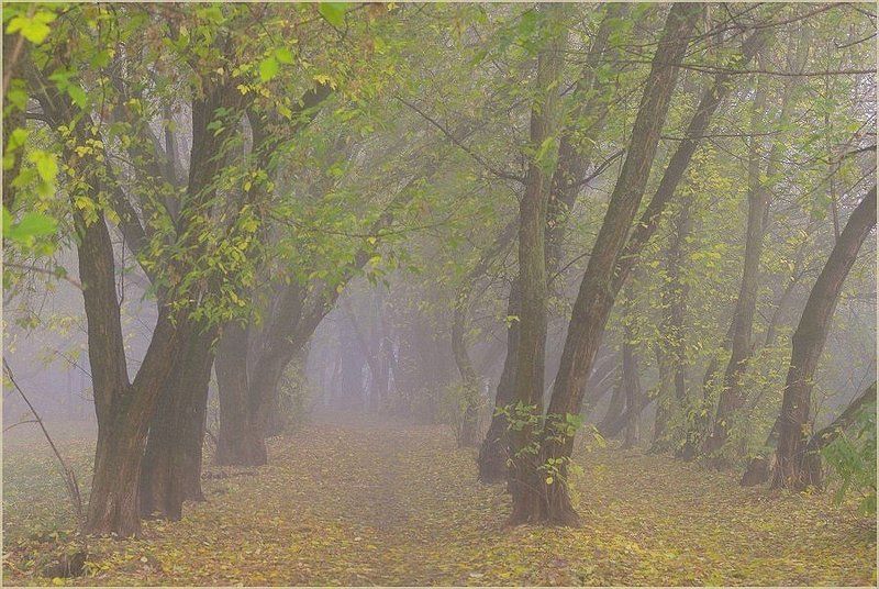 Туманным утромphoto preview