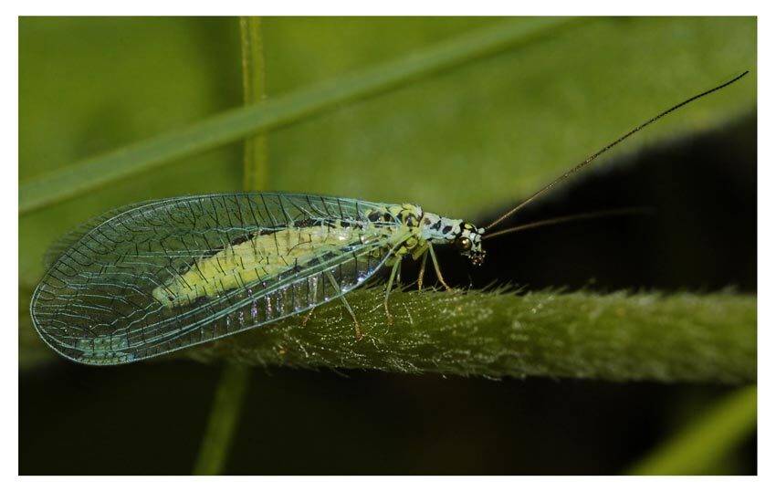 златоглазка, chrysopa, Юрий Охлопков