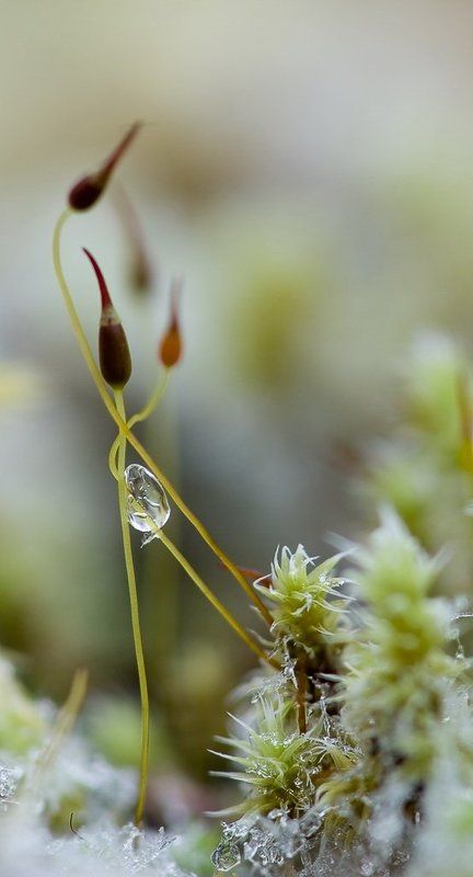 мох, лед, слеза Ледяная слезаphoto preview