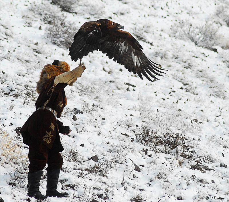 Беркут уходит в отрывphoto preview