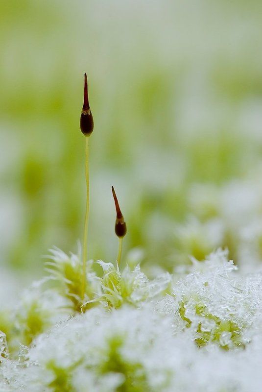 мох, снег Зима пришлаphoto preview