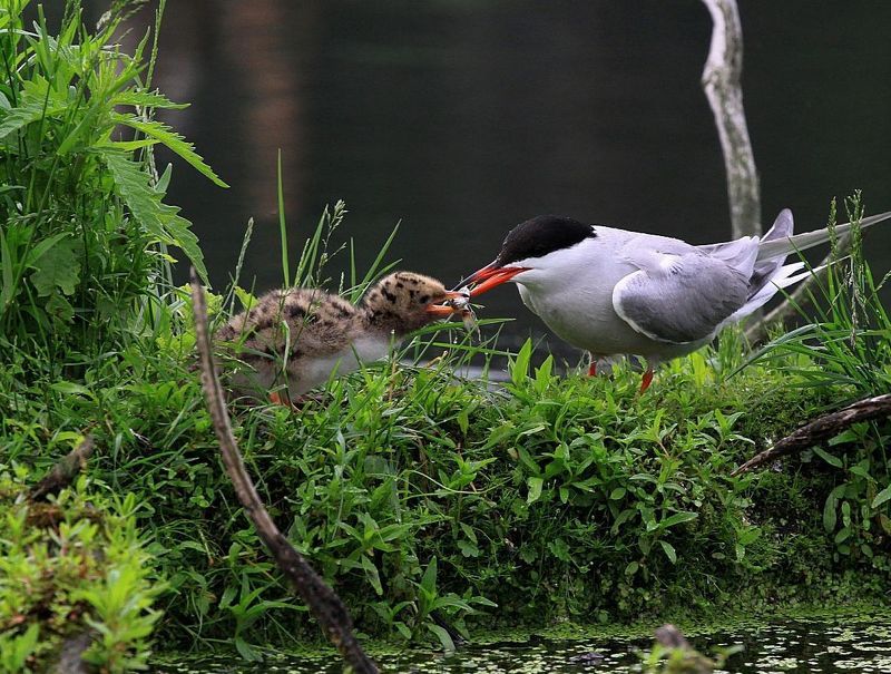 чайки, птенец,кормление Кушай, сынокphoto preview