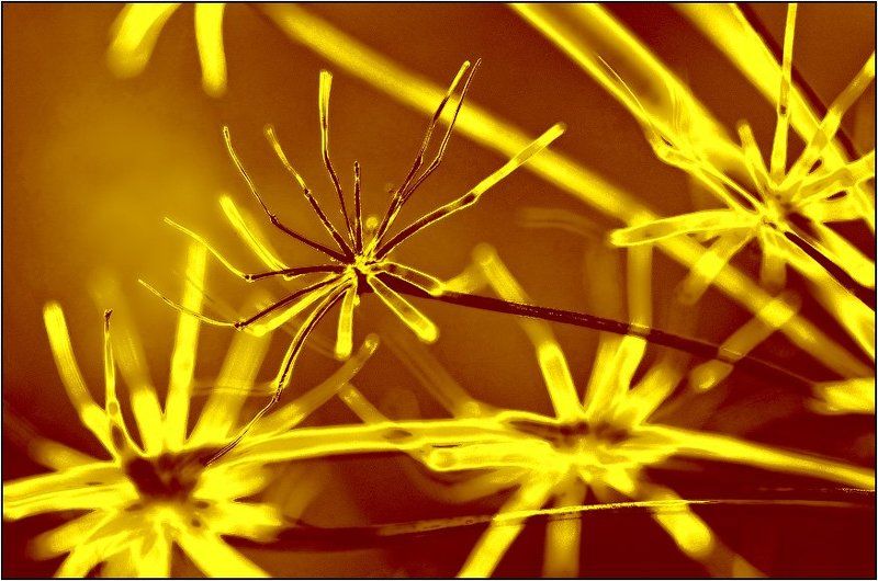 лето, травы Призраки ушедшего летаphoto preview