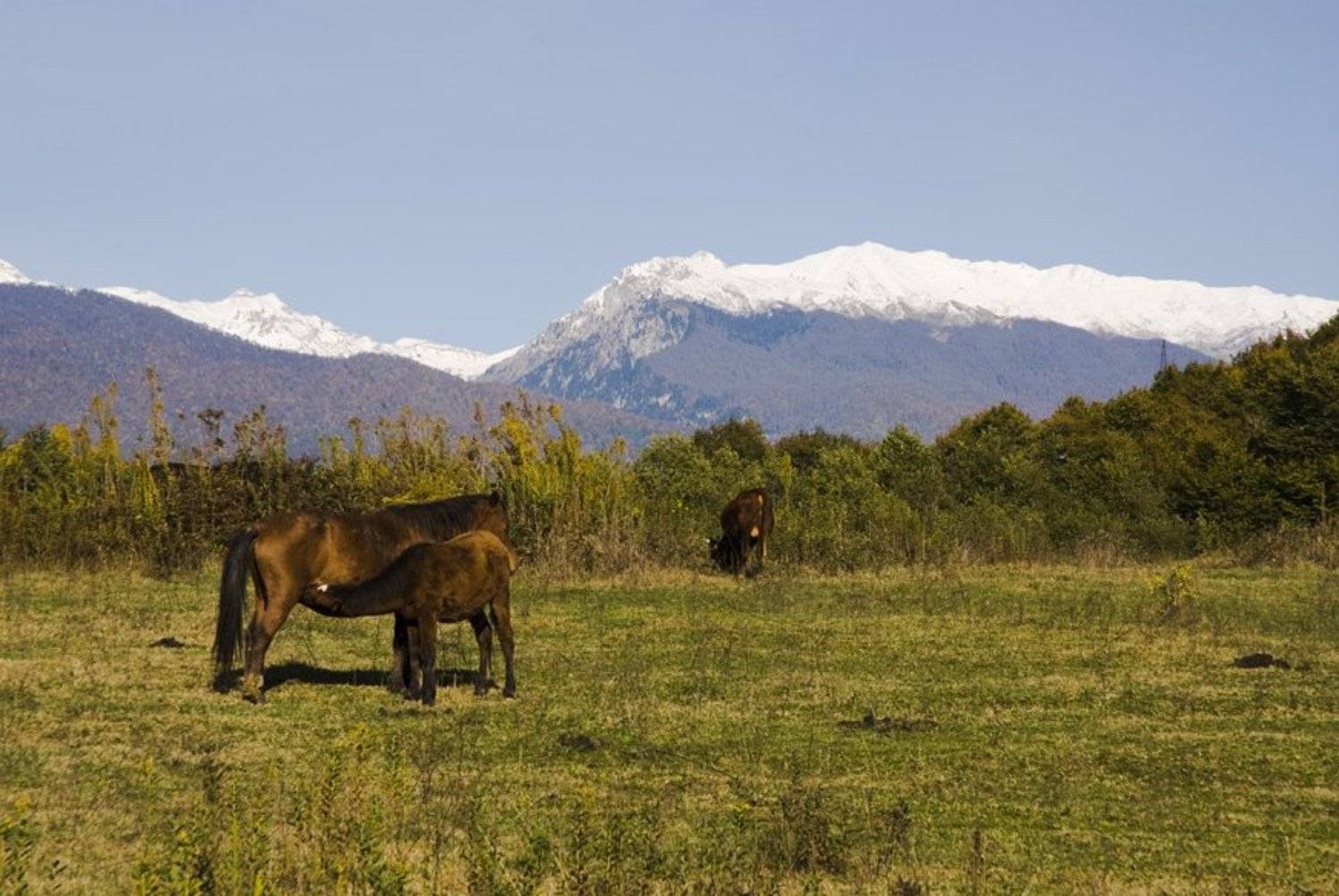 Осенний пейзаж.. Автор: Sergey Tarba абхазия, страна души, Sergey Tarba