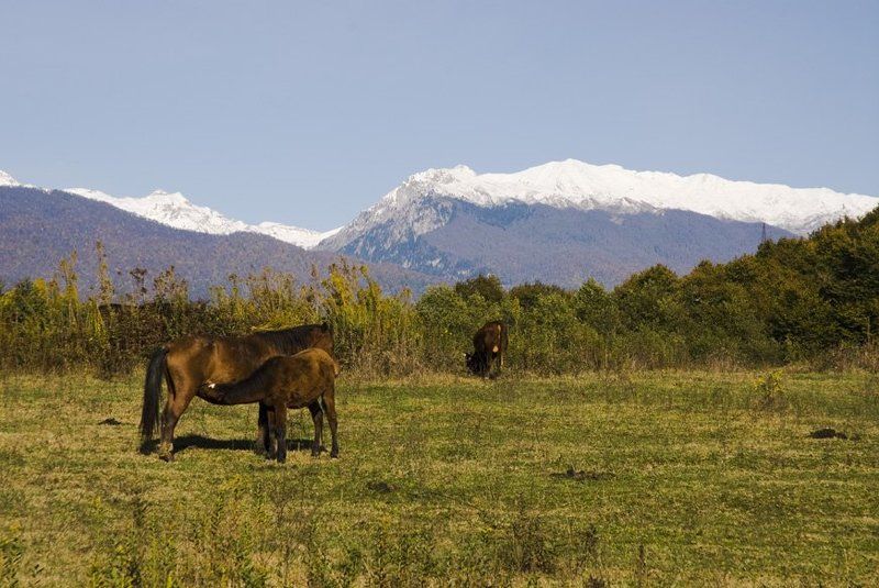 абхазия, страна души Осенний пейзаж.photo preview