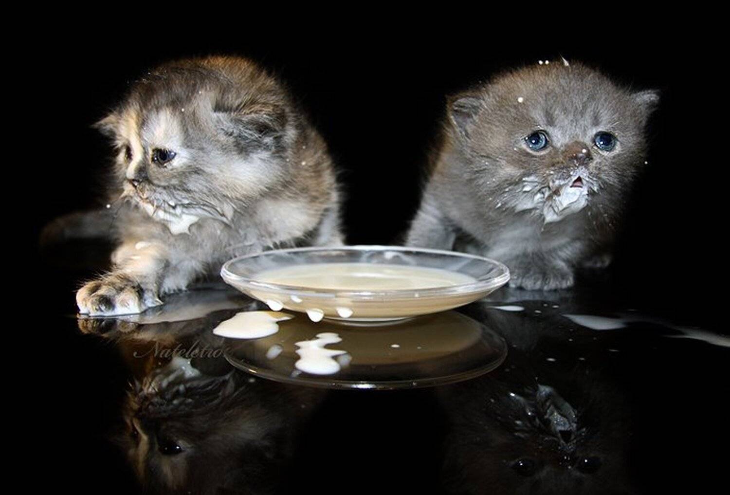 котята, блюдце, молоко, сливки, чумазики, Nateletro