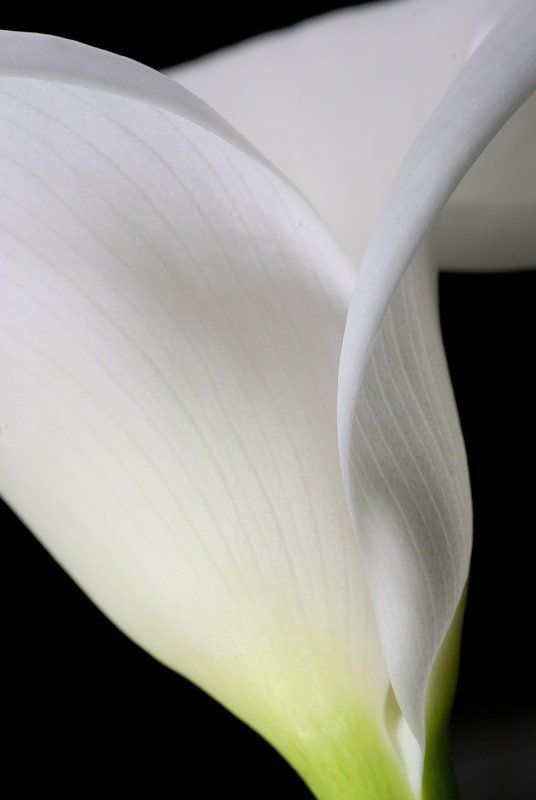 макро, цветы Смокинг фото превью