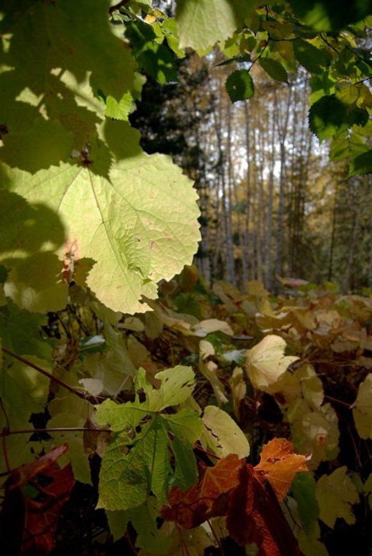 новосибирск photo preview