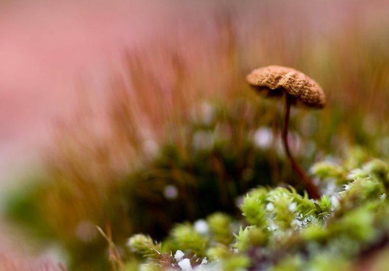 зима, гриб, призрак Грибной призрак в начале зимыphoto preview