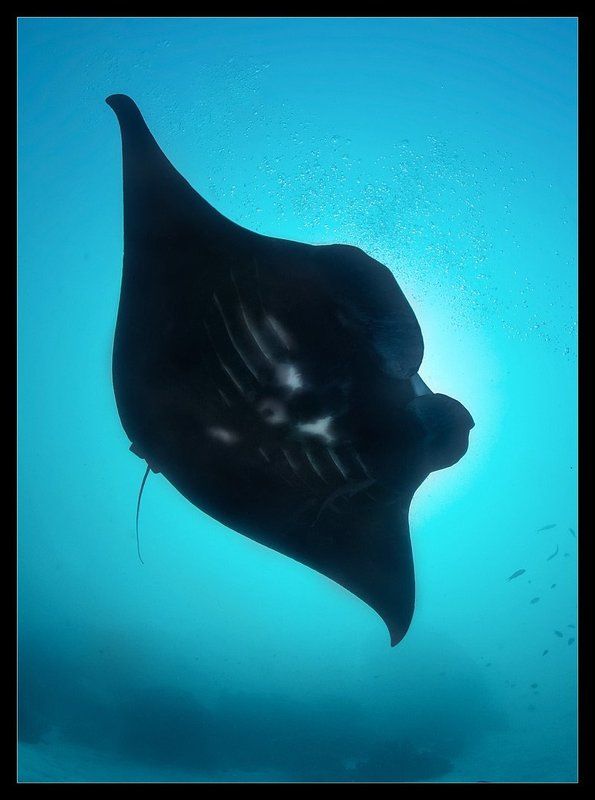 Черный дьяволphoto preview