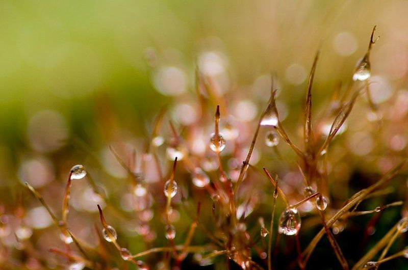 мох, капли, осень Прощальные слезы осениphoto preview