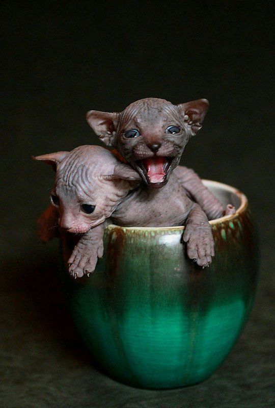 котята Доброе утро, землянеphoto preview