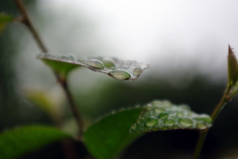 После дождяphoto preview