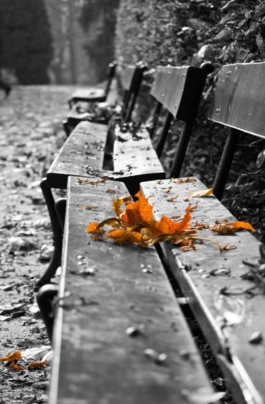 осень, листья Ушедшей осени...photo preview