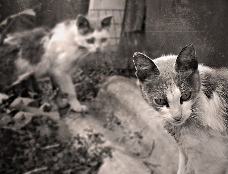 Бандиты фото превью