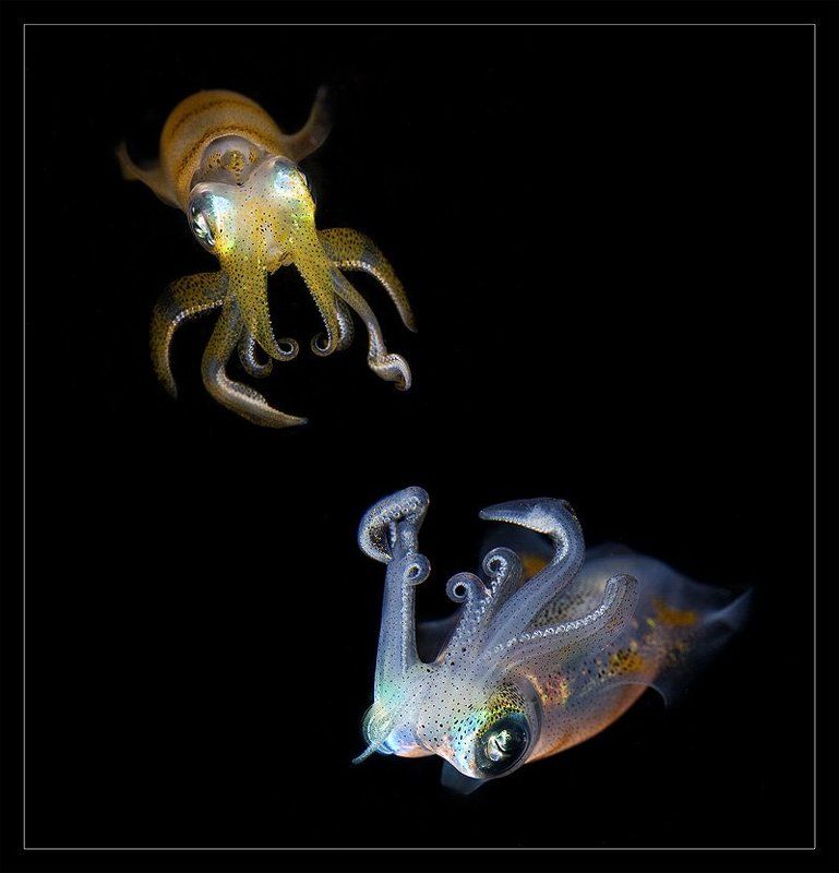 индонезия, сулавеси, лембех, кальмар Драгоценности моряphoto preview