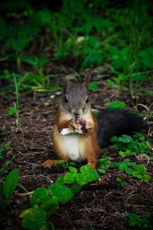 Самецphoto preview