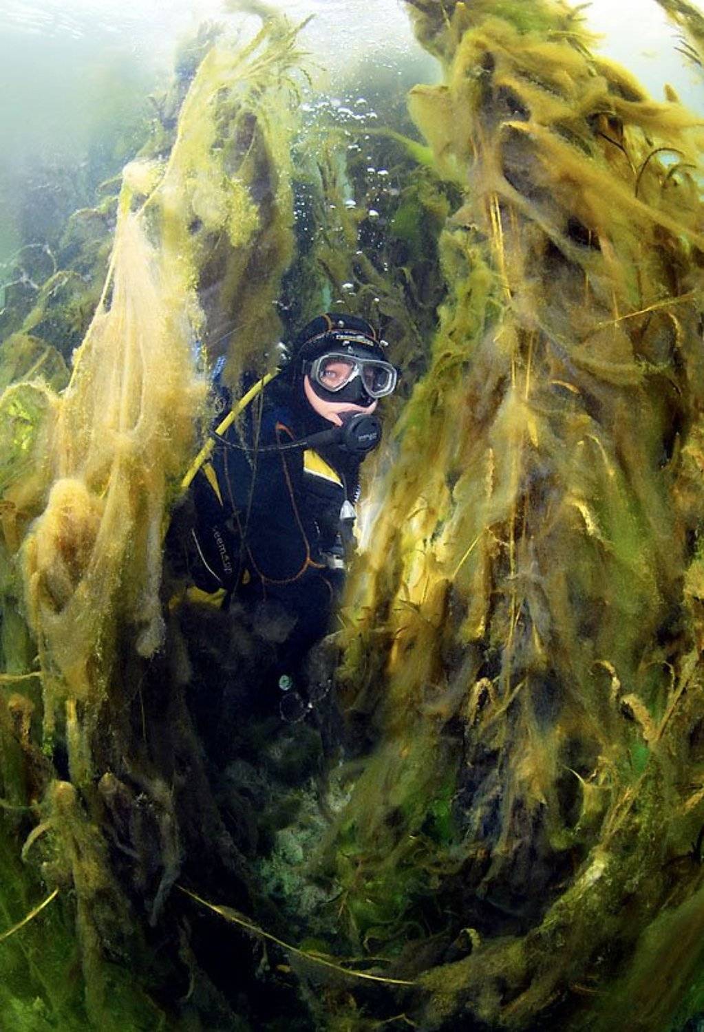 В зарослях тины. Автор: Витя Лягушкин подводный, тина вад, Витя Лягушкин