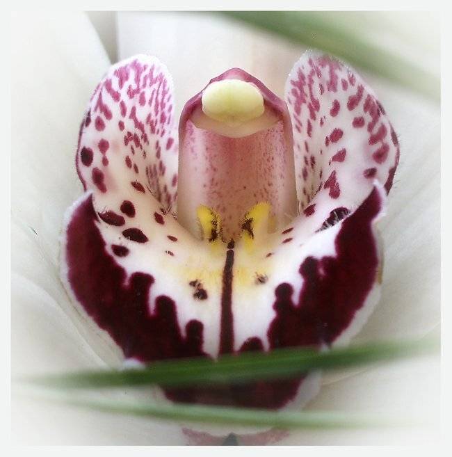 , Юлия Чекмарева