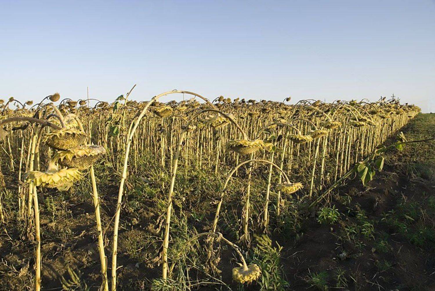 Поклон.. Автор: Sergey Tarba , Sergey Tarba