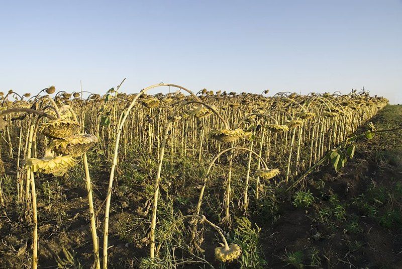 Поклон.photo preview