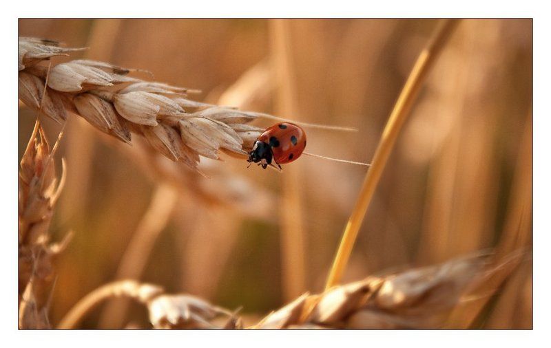 коровкаphoto preview