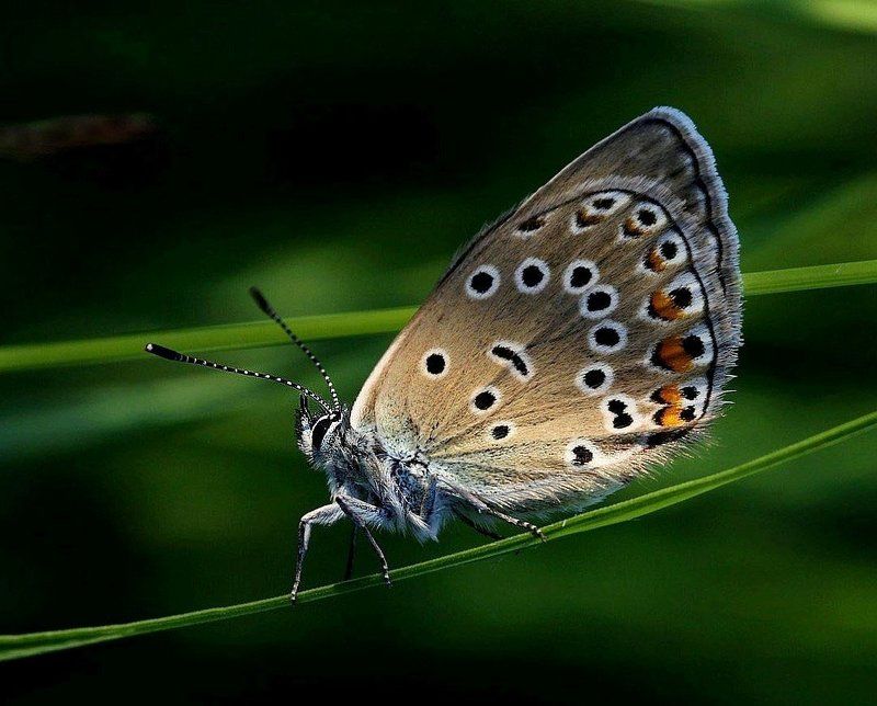 бабочка Голубянкаphoto preview
