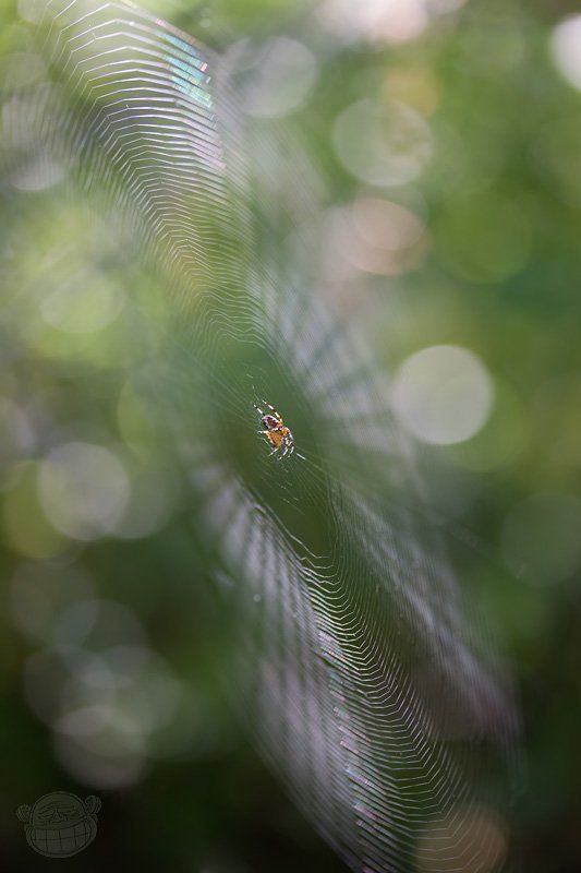 паук, макро, паутина Танцор дискаphoto preview