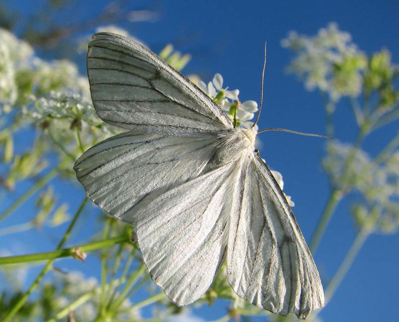 бабочка, лето, небо, пяденица линейчатая Белый ангелphoto preview