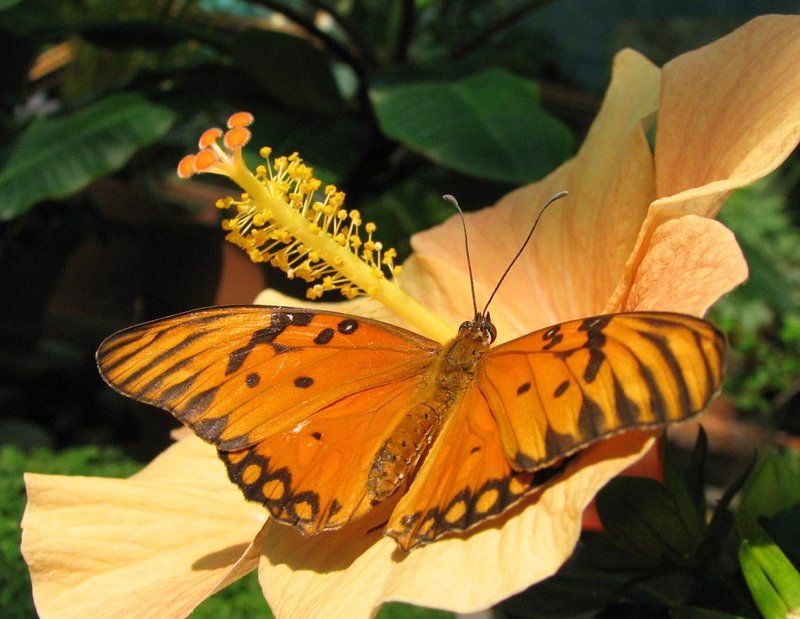 бабочка, гибискус Экзотикаphoto preview