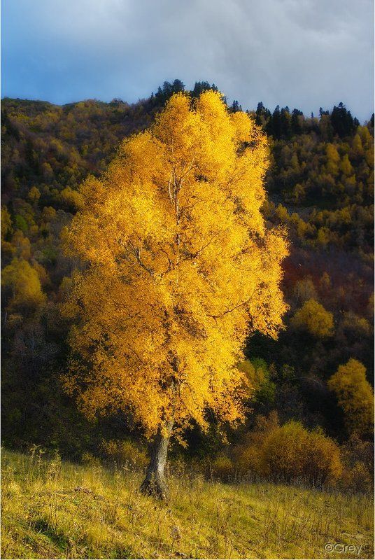 осень,береза,горы,золотая,лес Последний вызов Зимеphoto preview