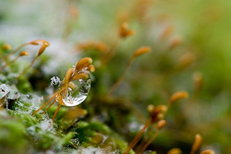 лед, мох, мороз Морозы пришлиphoto preview