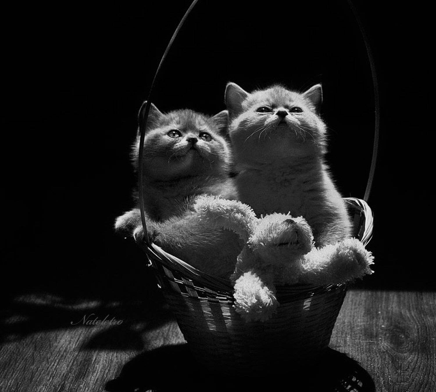 кошки в лукошке. Автор: Nateletro котята, лукошко, Nateletro
