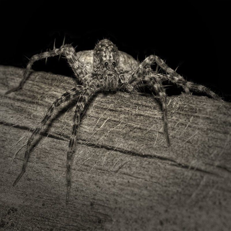 нну!... чего звал то?...photo preview