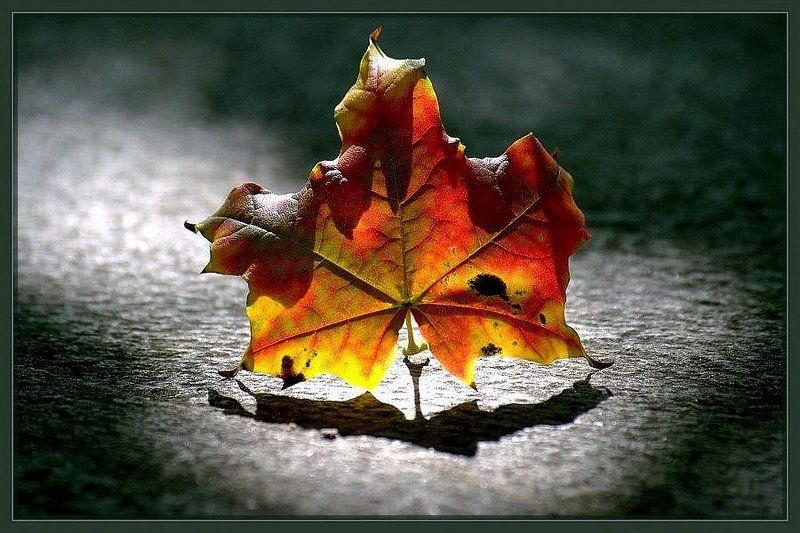 Последние гастролиphoto preview