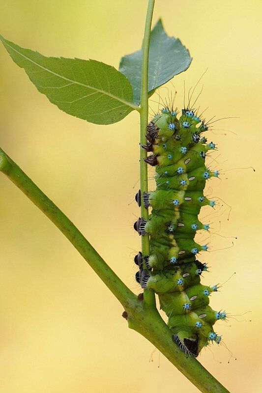природа, макро, гусеница Буду красавицей....photo preview