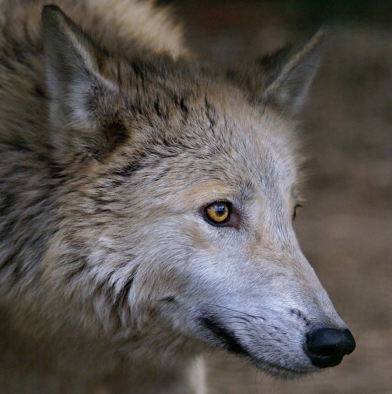 Полярный волк (волчица)photo preview