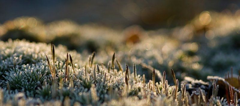 утро, холод, мох Холодное утроphoto preview