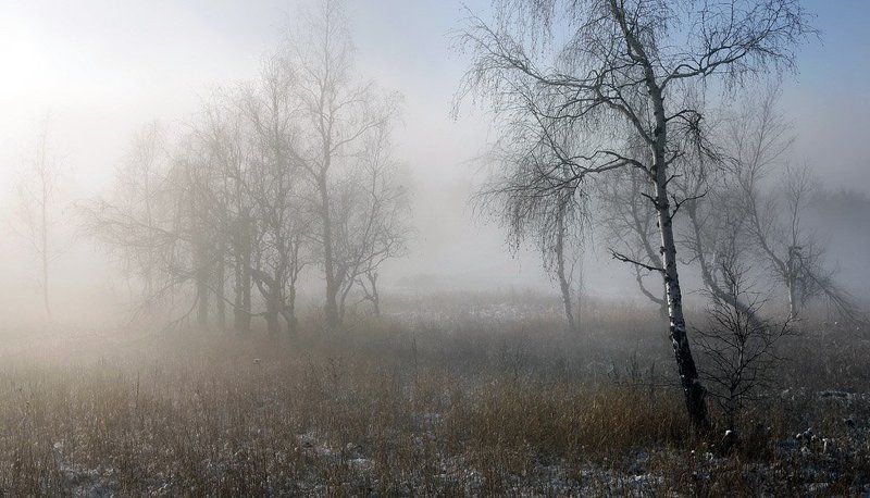 крымские березыphoto preview