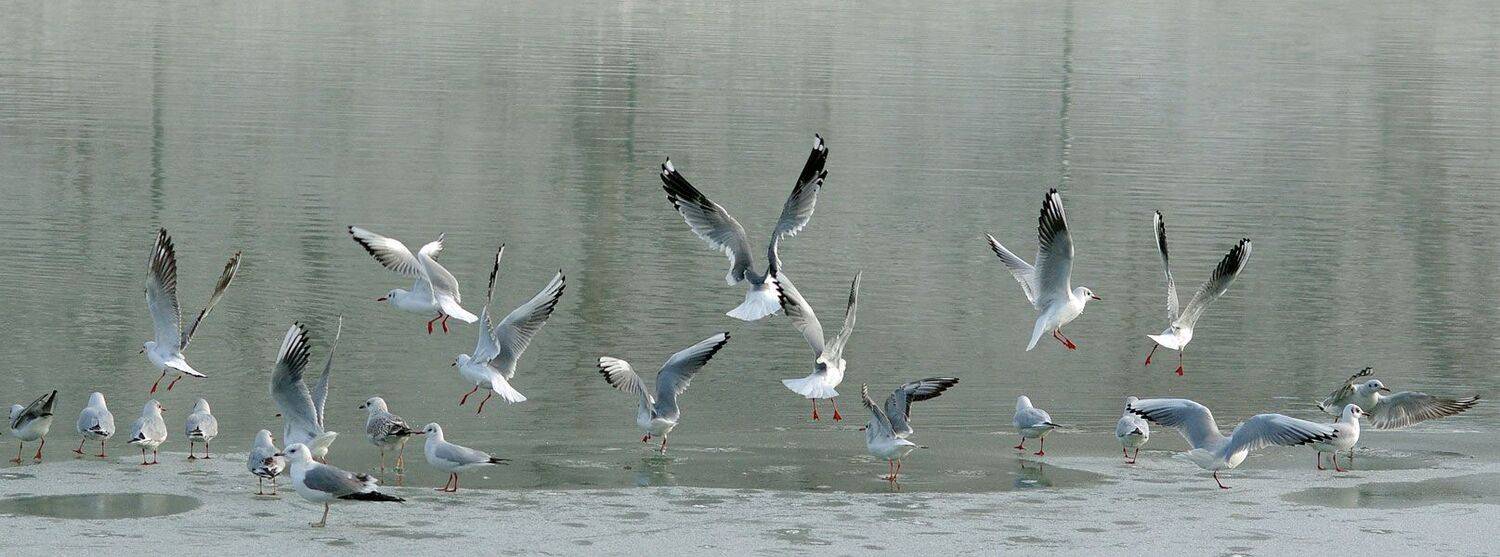 Утро зимнего базара. Автор: Сергей Павлов чайки,лед,птицы, Сергей Павлов