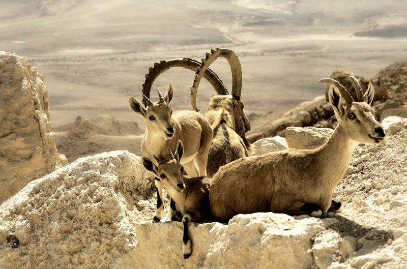 архары, козлы, камни, пустыня \
