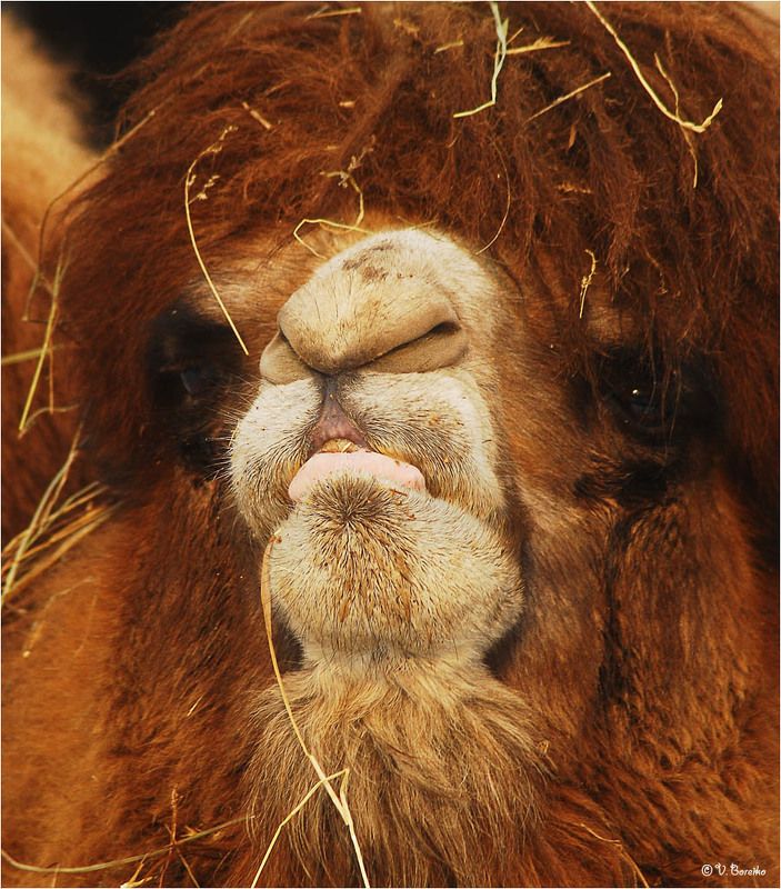 Спесьphoto preview