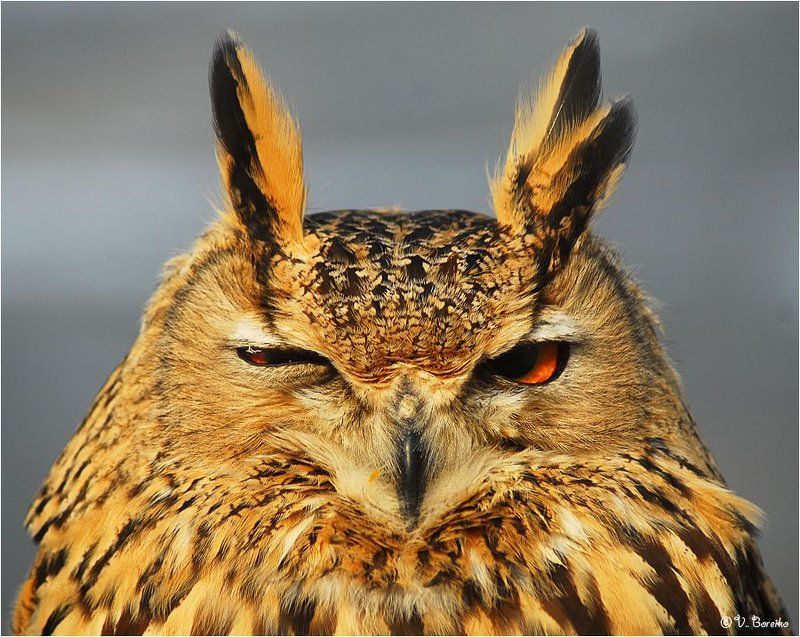 Хитромудрыйphoto preview