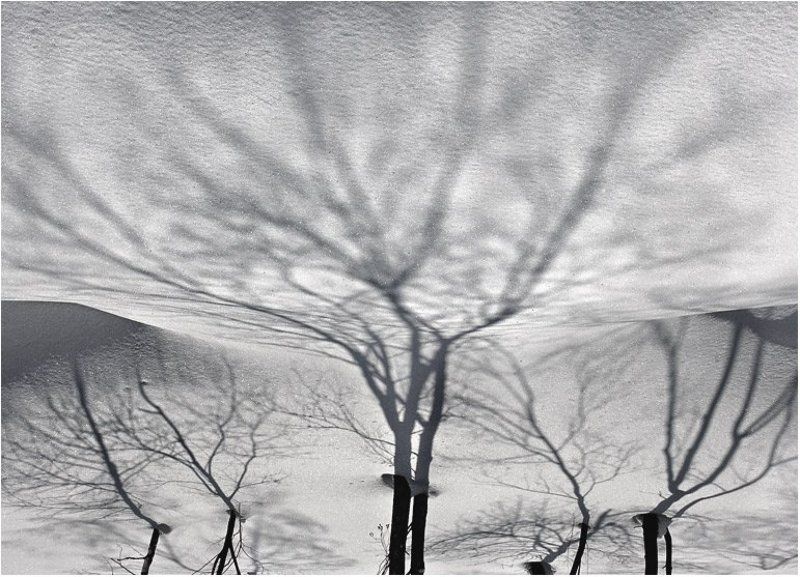 Снежное деревоphoto preview