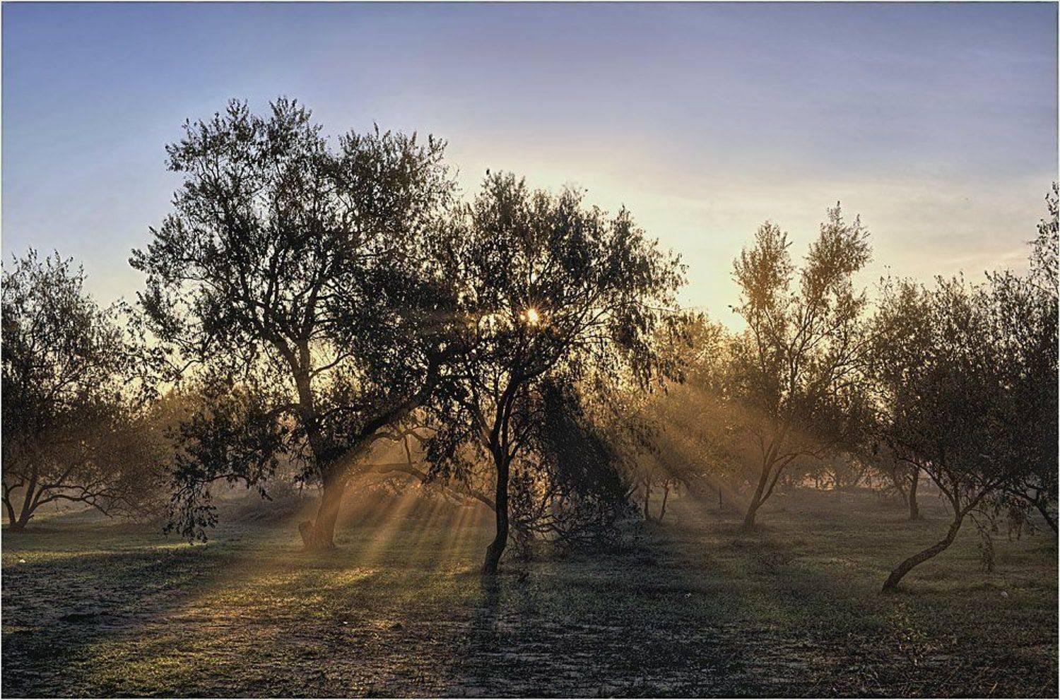 Утро в оливковой роще. Автор: Борис Пирог , Борис Пирог