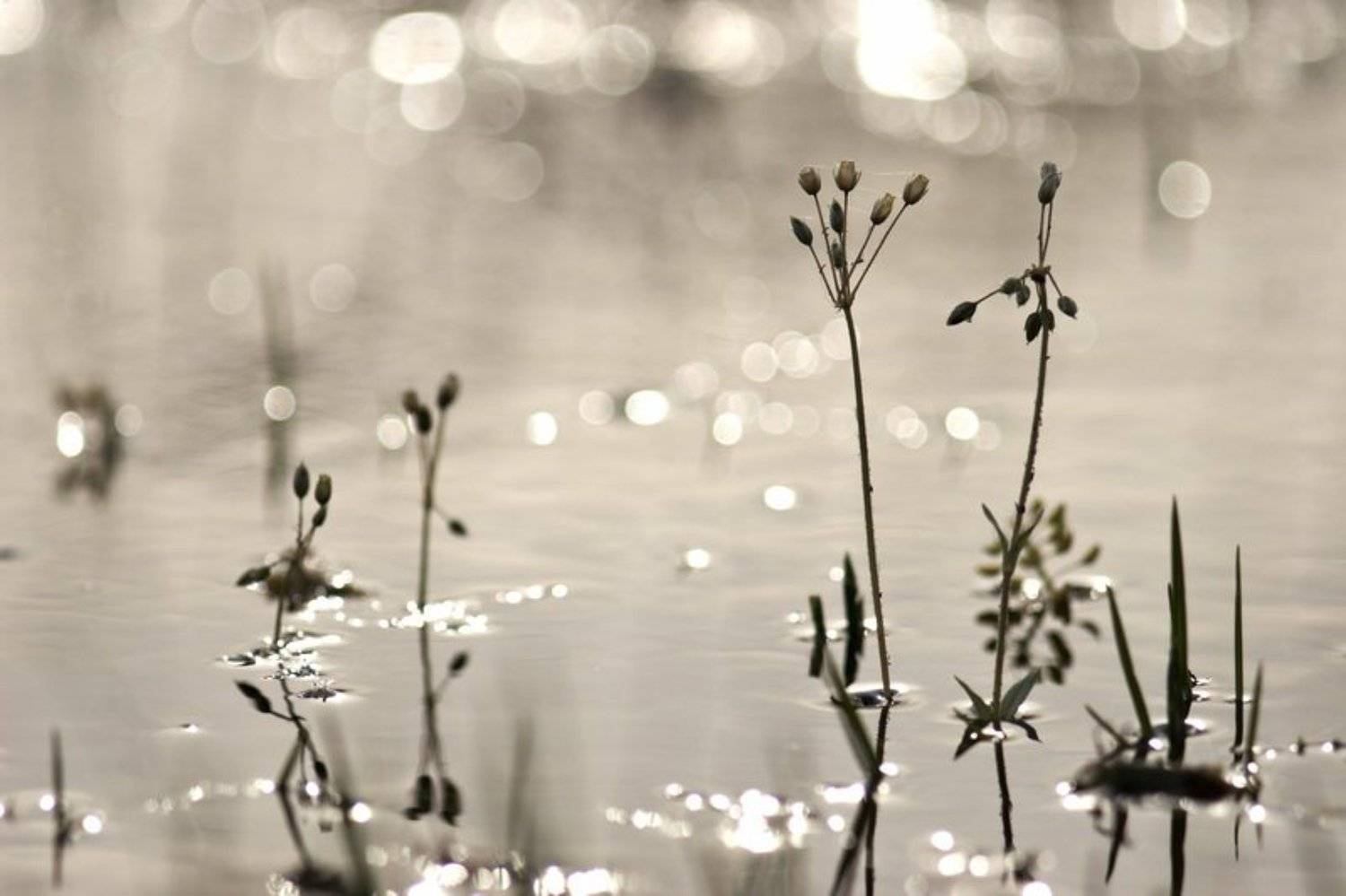 Взрослые и дети.. Автор: Кирилл Брага цветы, вода, река, разлив, луга, весна, Кирилл Брага