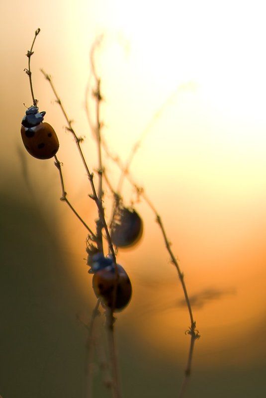 жуки, закат, вечер К уходящему солнцуphoto preview